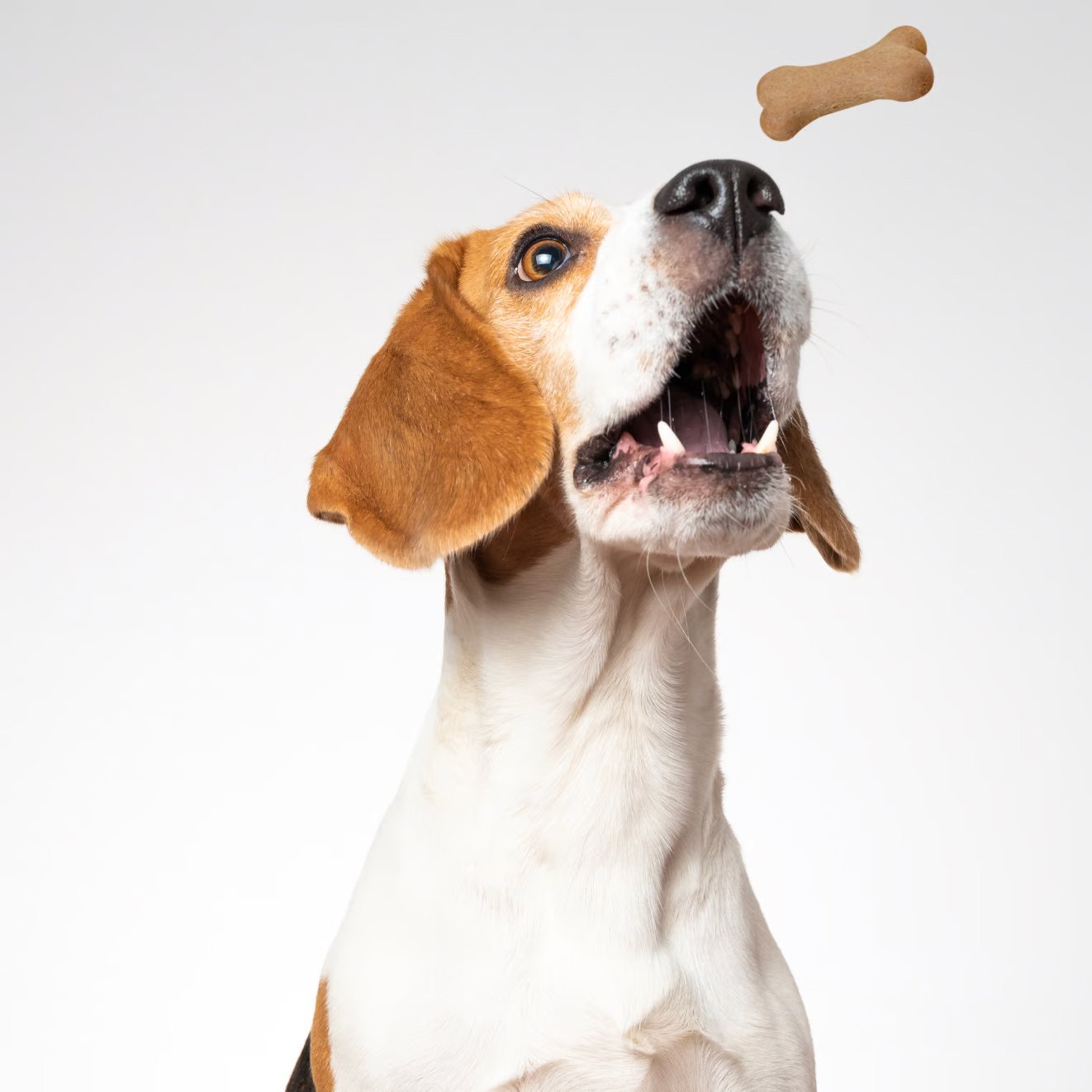 A dog grabbing a dog treat in air